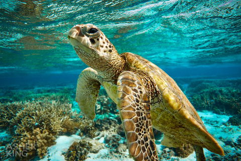 Ocean Art Gallery & Cafe - New South Wales Tourism  1