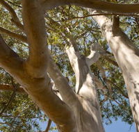 Lindsay Pryor Walk Australian National University - New South Wales Tourism 