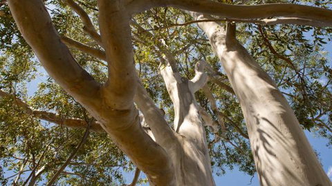 Lindsay Pryor Walk, Australian National University - New South Wales Tourism  0