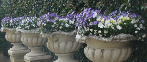 Gardenalia Open Garden And Rare Plant Nursery - New South Wales Tourism  0