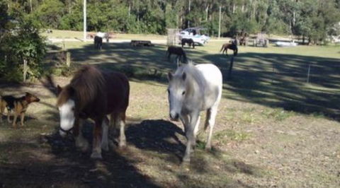 AAA Horse Riding & More - New South Wales Tourism  2