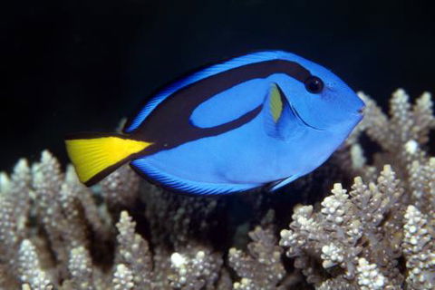 Cairns Marine - New South Wales Tourism  2