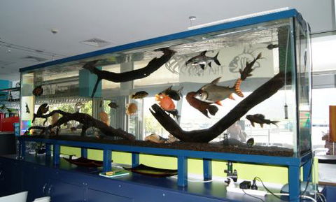 Aquariums In Cairns - New South Wales Tourism  2