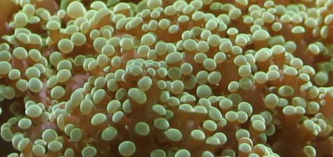 River To Reef Aquarium - New South Wales Tourism  0