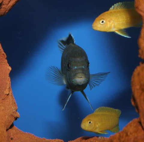 River To Reef Aquarium - New South Wales Tourism  1