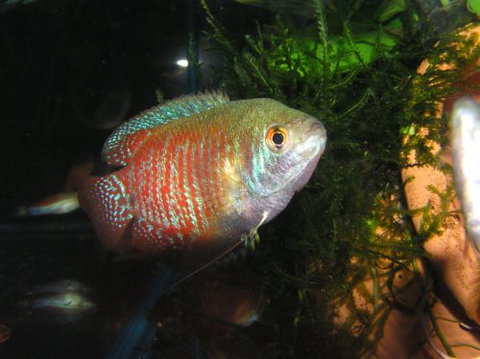 River To Reef Aquarium - New South Wales Tourism  4