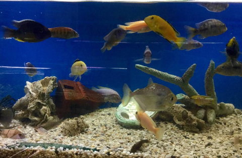 Clearwater Aquariums - New South Wales Tourism  3