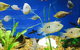 Clearwater Aquariums - thumb 4