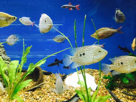 Clearwater Aquariums - New South Wales Tourism  4