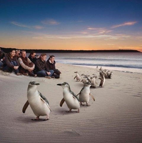 Down Under Thrills - New South Wales Tourism  0