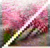 Blossom Lane - Boardwalk Bar 4.00-6.00pm - New South Wales Tourism 