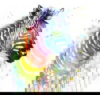 Rainbow Zebra - 65 Northbourne 7.30-9.30pm - New South Wales Tourism 