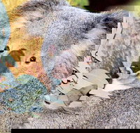 Perth Zoo General Entry Ticket and Sightseeing Cruise - New South Wales Tourism 