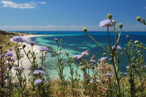 Rottnest Island Bayseeker Tour - New South Wales Tourism  6