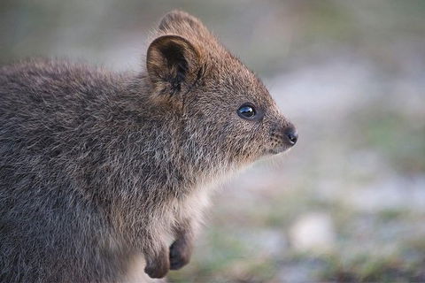 Rottnest Island Bayseeker Tour - New South Wales Tourism  7