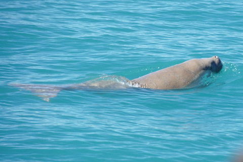 Snubfin Dolphin Eco Cruise From Broome - New South Wales Tourism  1
