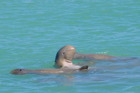 Snubfin Dolphin Eco Cruise From Broome - New South Wales Tourism  2