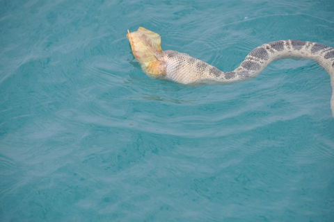 Snubfin Dolphin Eco Cruise From Broome - New South Wales Tourism  10