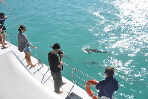 Snubfin Dolphin Eco Cruise From Broome - New South Wales Tourism  4