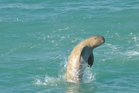 Snubfin Dolphin Eco Cruise From Broome - New South Wales Tourism  11