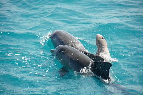Snubfin Dolphin Eco Cruise From Broome - New South Wales Tourism  6
