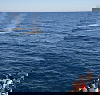 Blue Whale Perth Canyon Expedition - New South Wales Tourism 