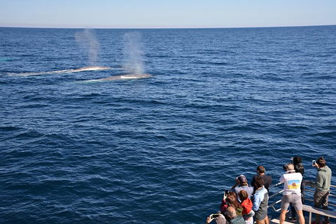 Blue Whale Perth Canyon Expedition - New South Wales Tourism  0