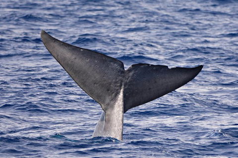 Blue Whale Perth Canyon Expedition - New South Wales Tourism  11