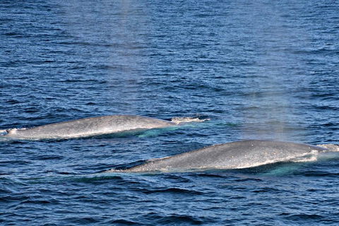 Blue Whale Perth Canyon Expedition - New South Wales Tourism  8