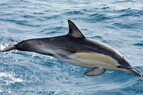 Blue Whale Perth Canyon Expedition - New South Wales Tourism  7