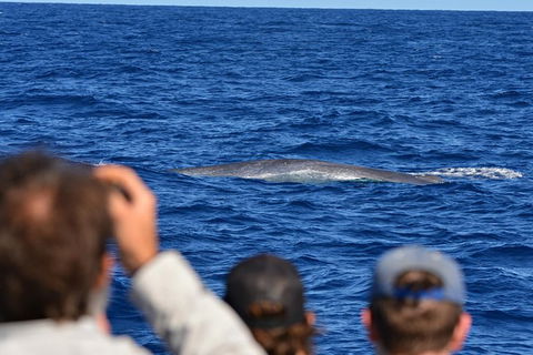 Blue Whale Perth Canyon Expedition - New South Wales Tourism  13