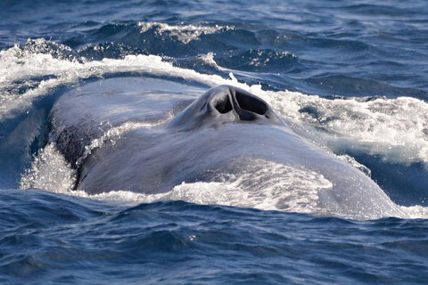 Blue Whale Perth Canyon Expedition - New South Wales Tourism  3