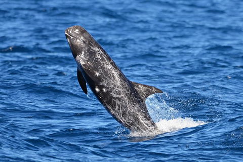 Blue Whale Perth Canyon Expedition - New South Wales Tourism  10
