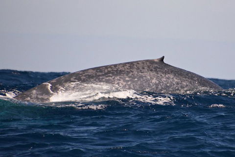 Blue Whale Perth Canyon Expedition - New South Wales Tourism  9