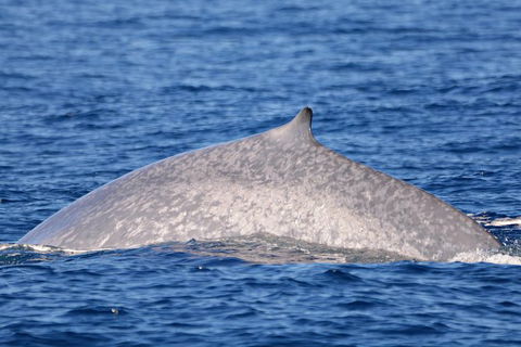 Blue Whale Perth Canyon Expedition - New South Wales Tourism  12