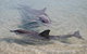 Monkey Mia Dolphins & Shark Bay Air Tour From Perth - thumb 4