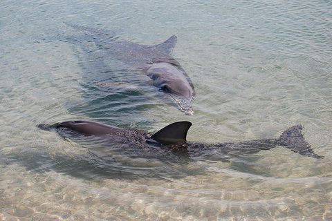 Monkey Mia Dolphins & Shark Bay Air Tour From Perth - New South Wales Tourism  4