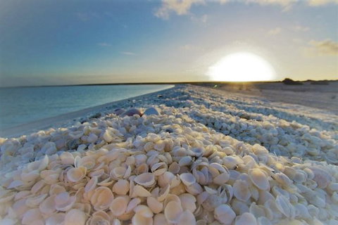 Monkey Mia Dolphins & Shark Bay Air Tour From Perth - New South Wales Tourism  5