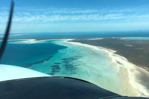 Monkey Mia Dolphins & Shark Bay Air Tour From Perth - New South Wales Tourism  8