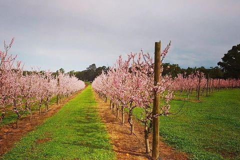 Small-Group Bickley Valley Wine Tour - New South Wales Tourism  11
