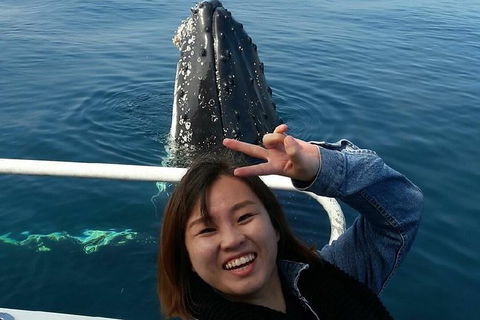 Whale Watching Dunsborough - New South Wales Tourism  1