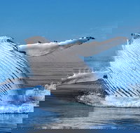 Whale Watching Dunsborough - New South Wales Tourism 