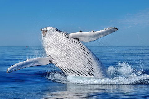 Whale Watching Dunsborough - New South Wales Tourism  0