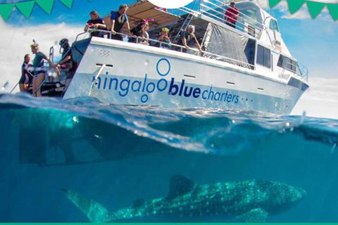 Swim With Whale Sharks- The Largest Fish In The World! - New South Wales Tourism  1