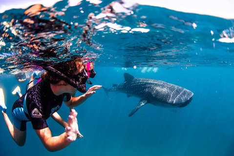 Swim With Whale Sharks- The Largest Fish In The World! - New South Wales Tourism  20