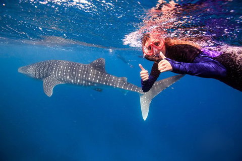 Swim With Whale Sharks- The Largest Fish In The World! - New South Wales Tourism  29