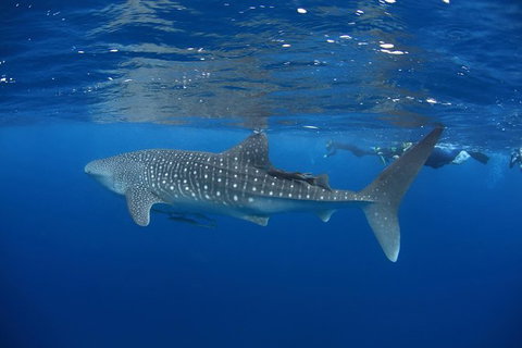 Swim With Whale Sharks- The Largest Fish In The World! - New South Wales Tourism  3