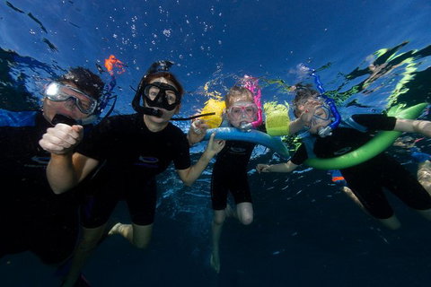 Swim With Whale Sharks- The Largest Fish In The World! - New South Wales Tourism  9