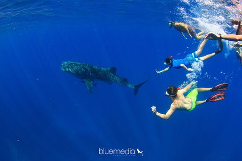 Swim With Whale Sharks- The Largest Fish In The World! - New South Wales Tourism  36