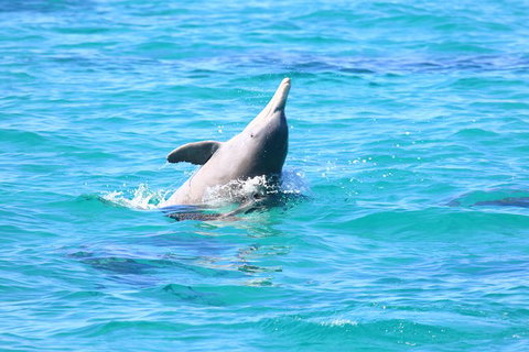Swim With Whale Sharks- The Largest Fish In The World! - New South Wales Tourism  28